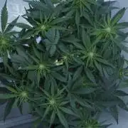 Candy Jungle Auto x Sonnenerde
