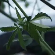 Strawberry Gorilla Auto - Sonnenerde