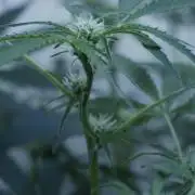 Lemon Pie Auto - Sonnenerde