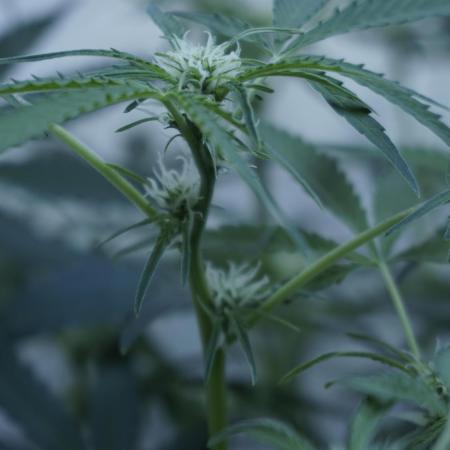 Lemon Pie Auto - Sonnenerde