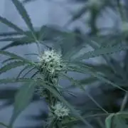 Lemon Pie Auto - Sonnenerde