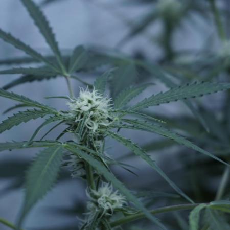 Lemon Pie Auto - Sonnenerde