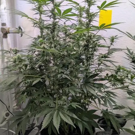 Rainbow Donut Auto
