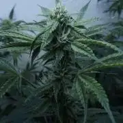 All Gas OG Auto x Sonnenerde