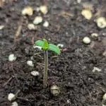 Lemon Pie Auto - Sonnenerde