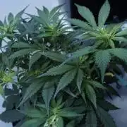 Strawberry Gorilla Auto - Sonnenerde