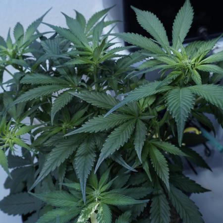 Strawberry Gorilla Auto - Sonnenerde