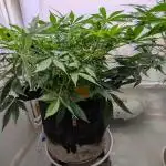 Violet Face Auto