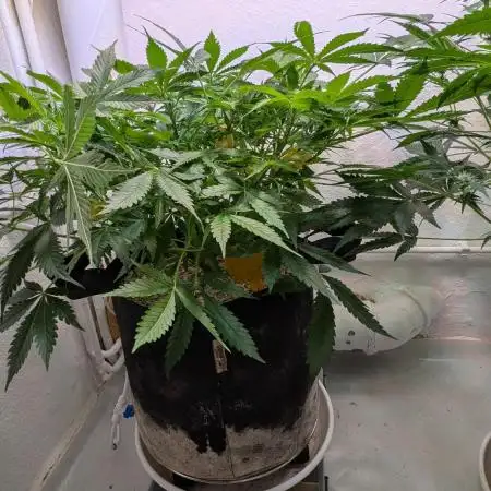 Violet Face Auto