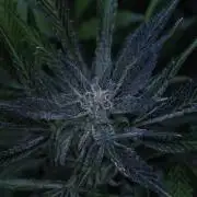 Strawberry Gorilla Auto - Sonnenerde