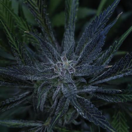 Strawberry Gorilla Auto - Sonnenerde