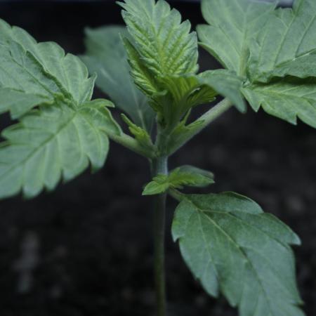 Russian Automatic X Sonnenerde