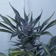 Strawberry Gorilla Auto - Sonnenerde