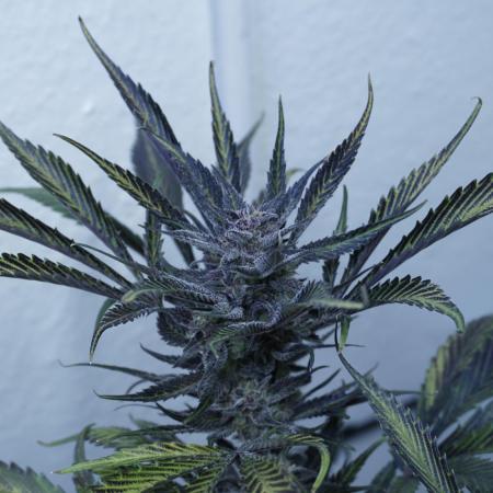 Strawberry Gorilla Auto - Sonnenerde