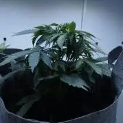 All Gas OG Auto x Sonnenerde