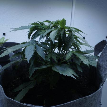 All Gas OG Auto x Sonnenerde