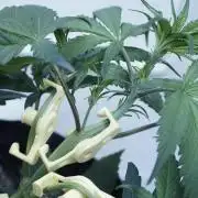 Strawberry Gorilla Auto - Sonnenerde