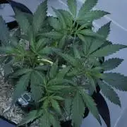 White Banana X Sonnenerde