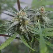 Lemon Pie Auto - Sonnenerde