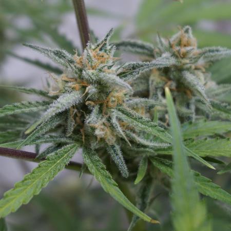 Lemon Pie Auto - Sonnenerde