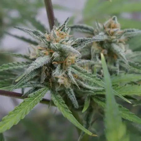 Lemon Pie Auto - Sonnenerde