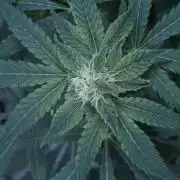 Banana Kush Auto x Sonnenerde