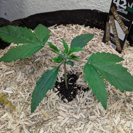 Wedding Cheesecake Auto