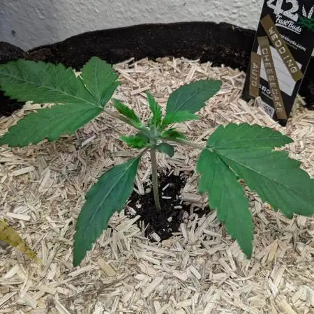 Wedding Cheesecake Auto