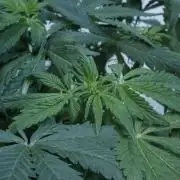 Banana Kush Auto x Sonnenerde