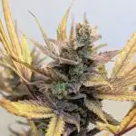 Cheese Auto