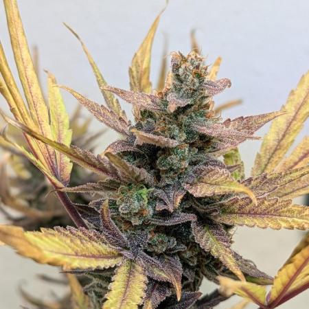 Cheese Auto