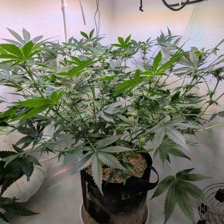 Wedding Cheesecake Auto