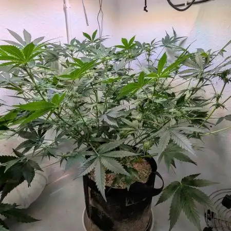 Wedding Cheesecake Auto