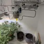 Lemon Pie Auto - Sonnenerde