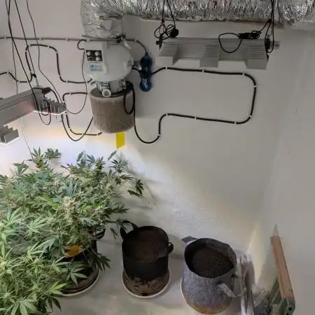 Lemon Pie Auto - Sonnenerde