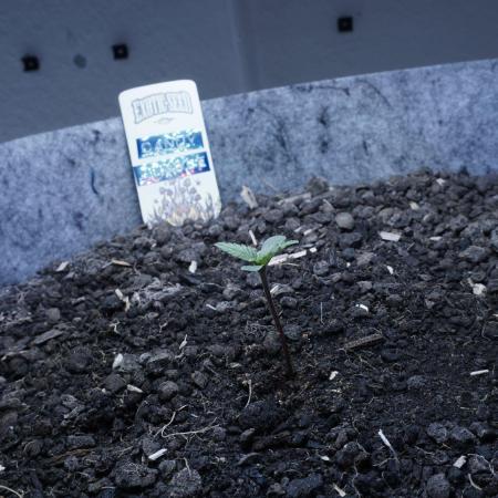 Candy Jungle Auto x Sonnenerde