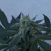Banana Kush Auto x Sonnenerde