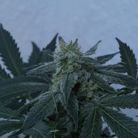 Banana Kush Auto x Sonnenerde