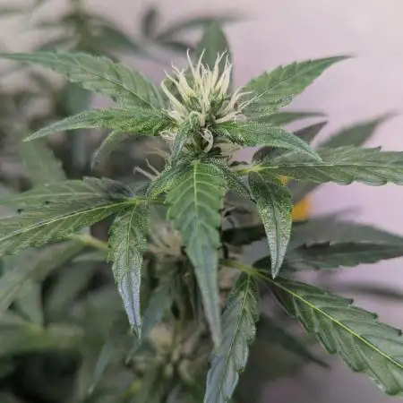 Fat Monkey Auto - Anesia Seeds - Living Soil