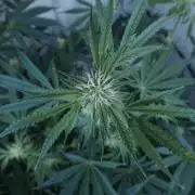 All Gas OG Auto x Sonnenerde