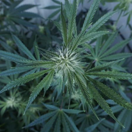 All Gas OG Auto x Sonnenerde
