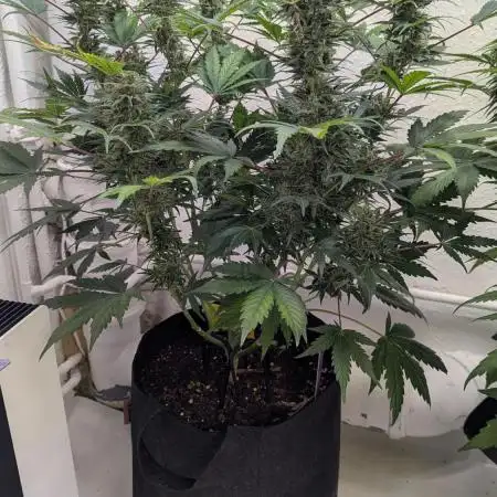 Blueberry Banana Auto - Living Soil