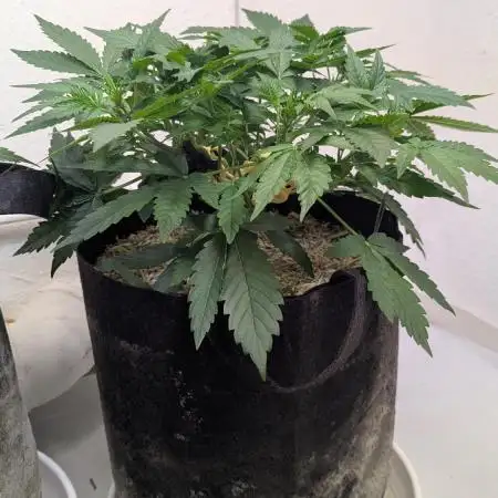 Violet Face Auto