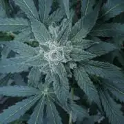 Banana Kush Auto x Sonnenerde