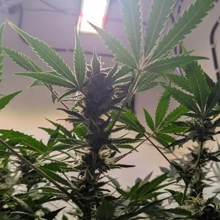 Wedding Cheesecake Auto
