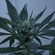 Strawberry Gorilla Auto - Sonnenerde