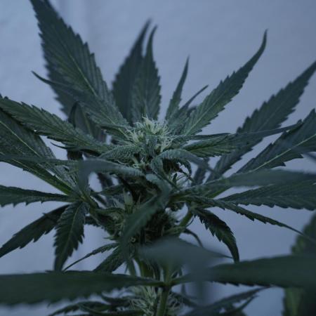 Strawberry Gorilla Auto - Sonnenerde