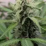 Rainbow Donut Auto