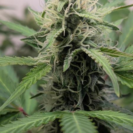 Rainbow Donut Auto