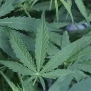 Lemon Pie Auto - Sonnenerde